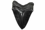 Serrated, Juvenile Megalodon Tooth - South Carolina #295828-1